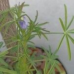 Lupinus angustifolius 花