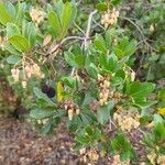 Arbutus andrachne फल