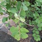 Bridelia taitensis Leaf