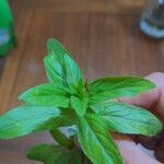 Epilobium tetragonum Leaf