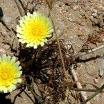 Malacothrix californica Hábito
