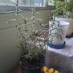 Lavandula dentataഇല