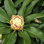 Rhododendron yakushimanum फूल