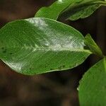 Geniostoma borbonicum Frunză