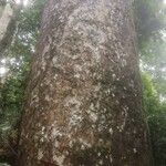 Leeuwenbergia africana Corteza