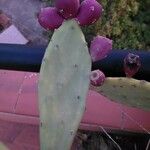 Opuntia ficus-indica Лист