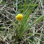 Ranunculus gramineus Hoja