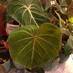 Philodendron gloriosum Fuelha