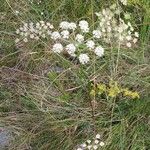 Seseli annuum Sonstige