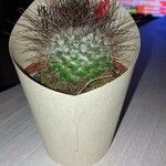 Mammillaria barbata Leht