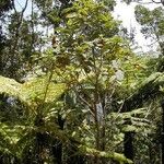 Ficus pancheriana Costuma