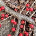 Cotoneaster horizontalis Bark