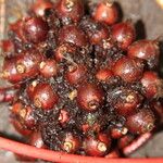 Psychotria densinervia Fruit