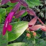 Salvia involucrata Кветка