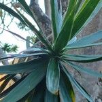 Dracaena reflexa List