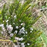 Erica lusitanica Leaf