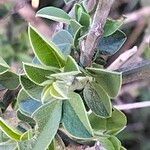 Psoralea hirta Leaf