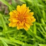 Coreopsis grandifloraКвітка