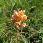 Orobanche lutea Flor