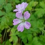 Geranium versicolor Cvet