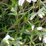 Phlox subulata Habitat