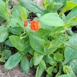 Emilia coccinea Flower