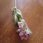 Asystasia riparia Квітка