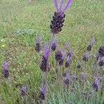 Lavandula pedunculata Flor