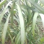 Cordyline stricta Leht