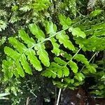 Dryopteris cristata आदत