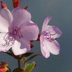 Tibouchina urvilleana Flor