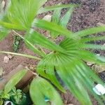 Livistona chinensis Folha