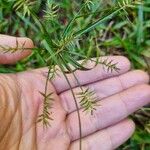 Cyperus meyenianus 果實