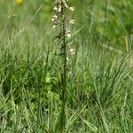 Epipactis palustris Hábito