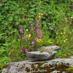Pedicularis gracilis Yeri