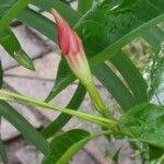 Mandevilla sanderi Flower