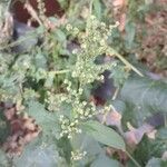 Chenopodiastrum hybridum 花