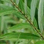 Salix caroliniana 葉