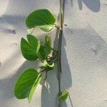 Ipomoea asarifolia Leaf