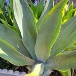 Agave guiengola Blad