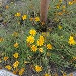 Thymophylla tenuiloba 花