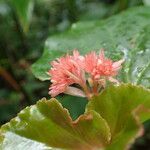 Begonia obliqua ᱵᱟᱦᱟ