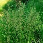 Poa pratensis Bleunienn