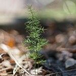 Asparagus acutifolius Folha