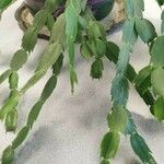 Schlumbergera truncata ഇല