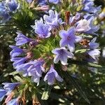 Lithodora zahnii Flor