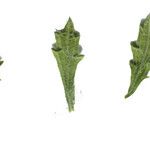 Sideritis fruticulosa Feuille