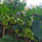 Humulus lupulus花