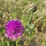 Centaurea scabiosaFlor