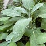 Salvia officinalis Leaf